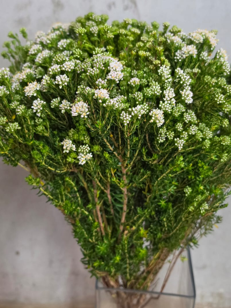 Agathosma Flowering