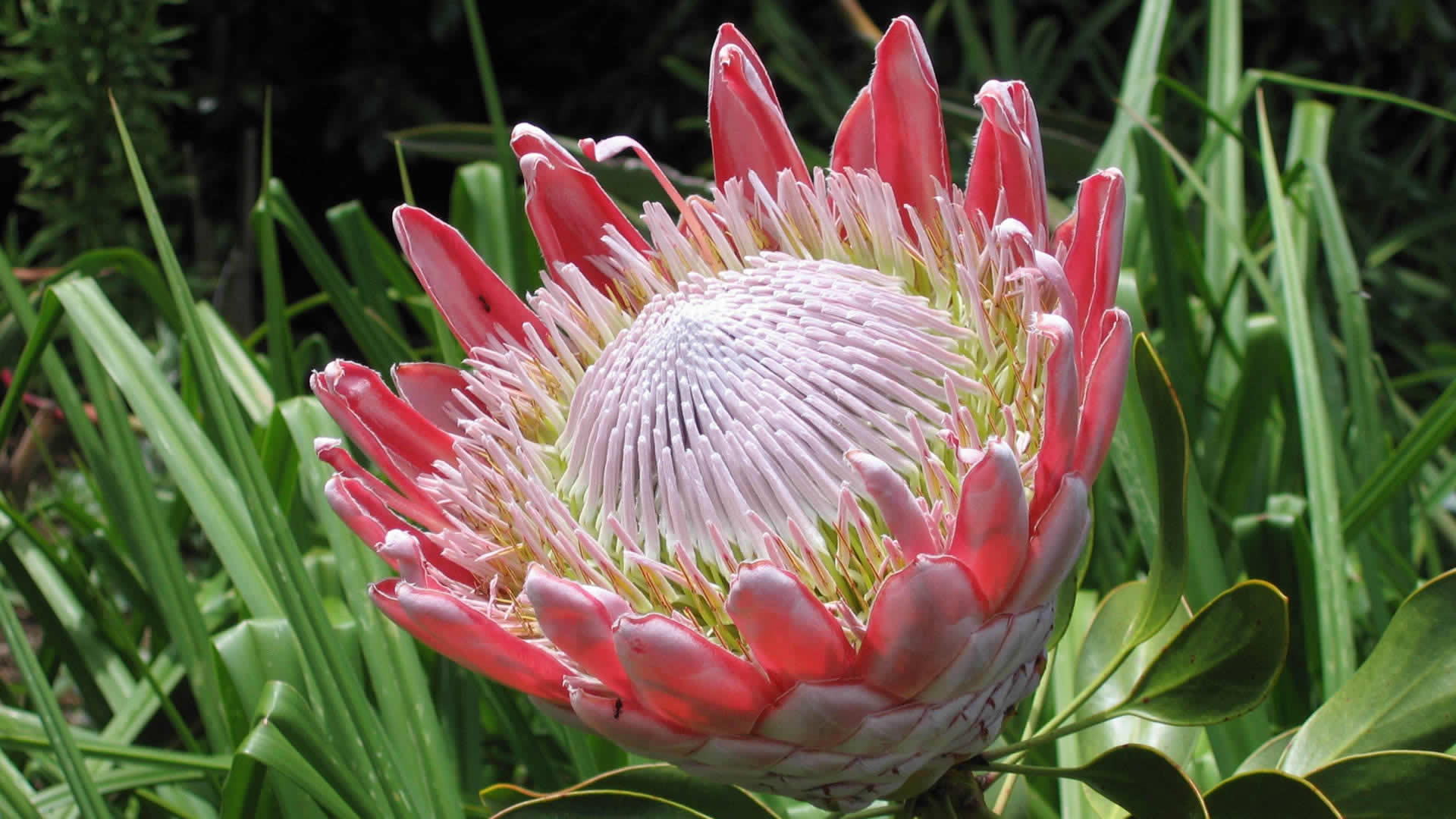 south african flower