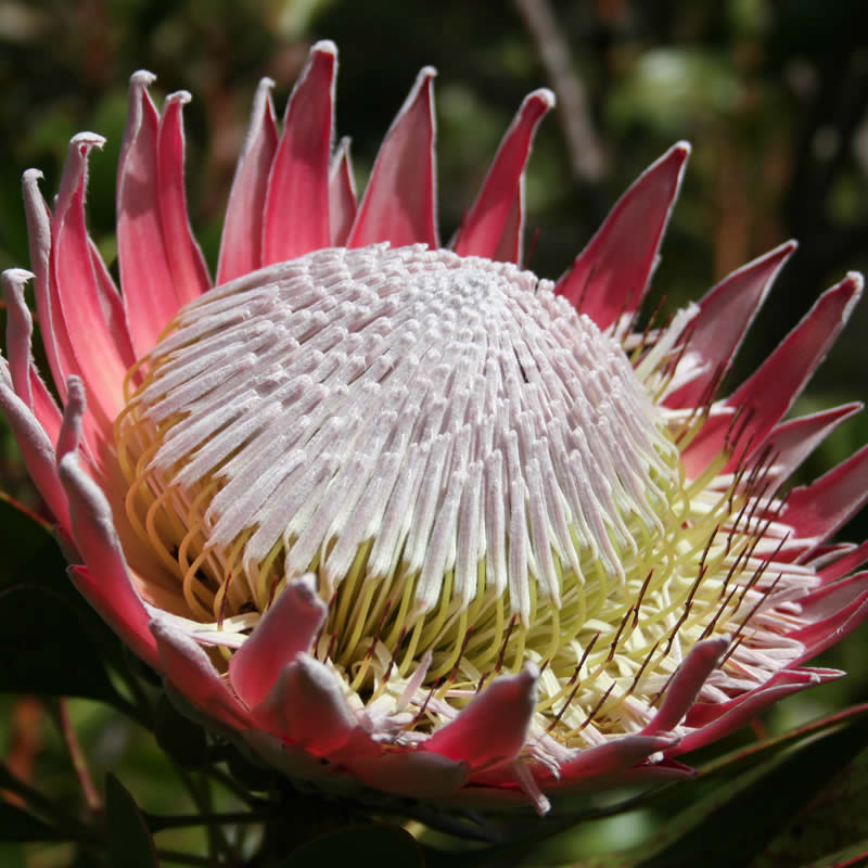 Proteas Product Range | The Flower Company