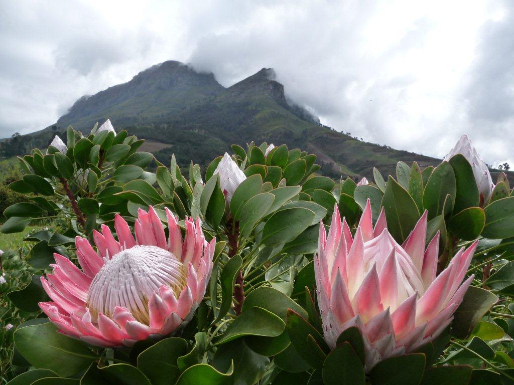 Protea cynaroides протея артишоковая